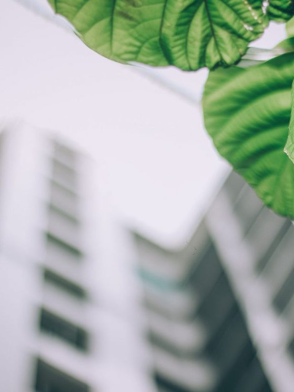 shallow-focus-photo-of-leaves-1143530 shallow-focus-photo-of-leaves-1143530